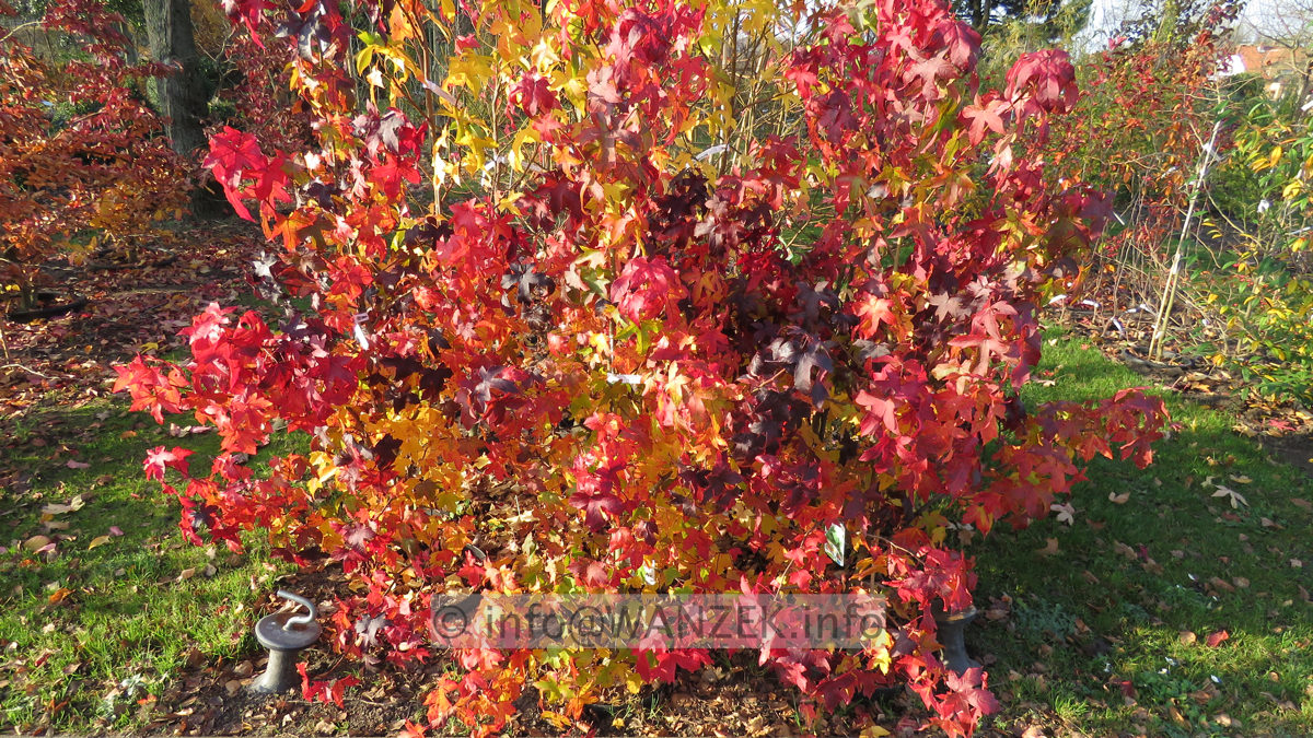 Liquidambar styraciflua Autumn Color 01.JPG
